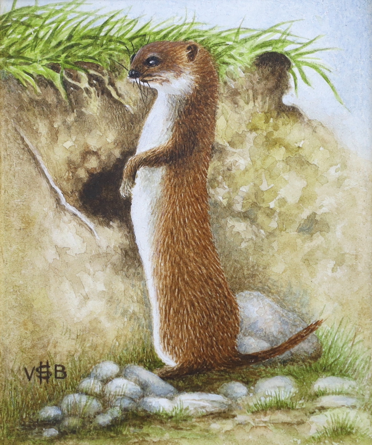 Victor H. S. Burroughs (1900-1979), miniature watercolour, Study of a ferret, monogrammed, 8 x 6.5cm